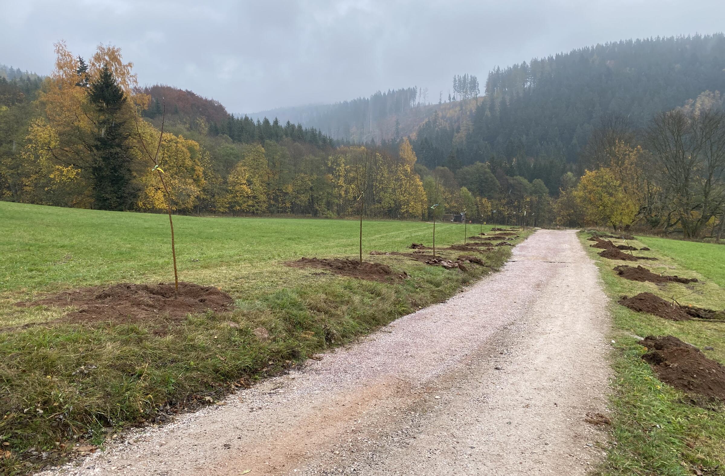 Pomáháme vracet původní odrůdy ovocných stromů do Krkonoš